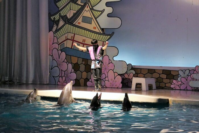 いるか・あしかパフォーマンス