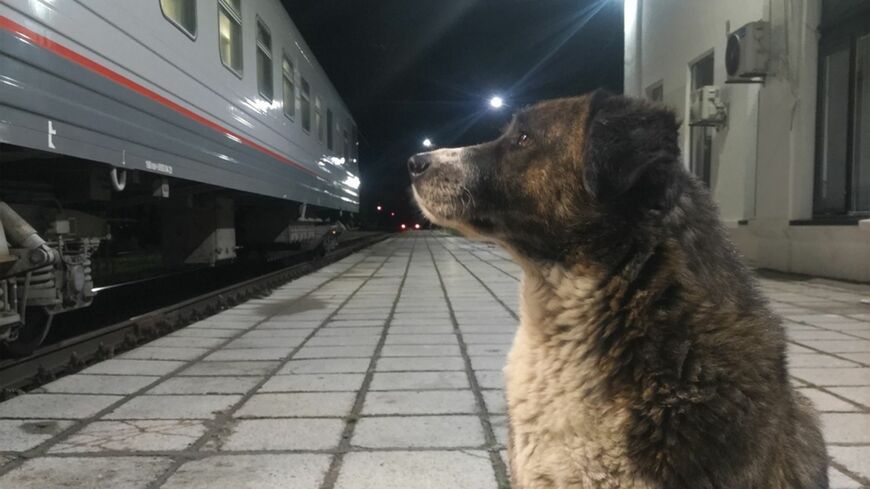 ジョージア 野犬