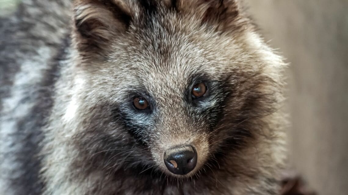 獣医病理医の筆者が今も慣れないこととは――(写真:スキップ28号/PIXTA)この記事の画像を見る(◯枚)