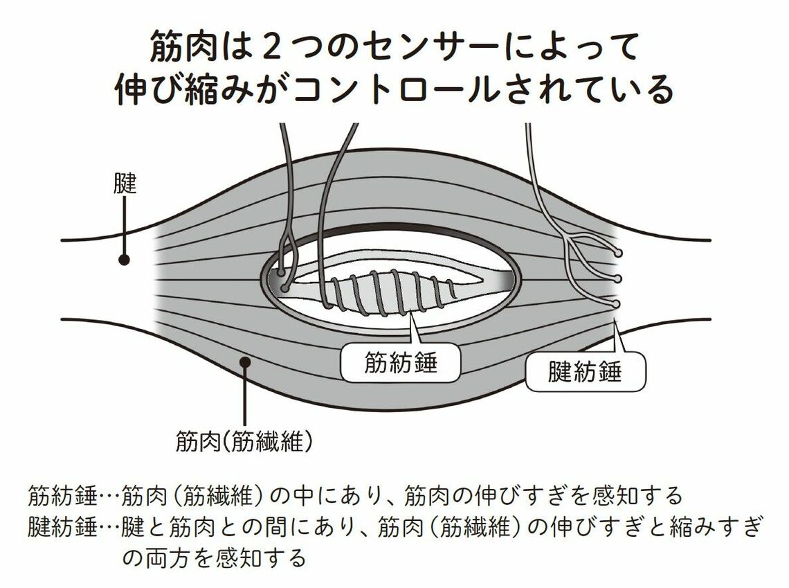 （出所：『足の名医がついにたどりついた こむら返りと手足のつりリセット法』より）