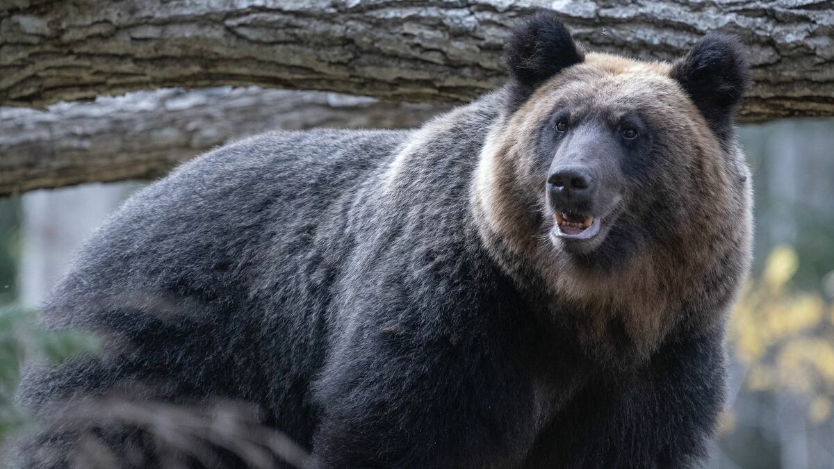 アイヌ伝説の猟師が語る｢ヒグマの最大の欠点｣ 戦前の北海道で実際にあった｢人間と熊｣の闘い | 動物・植物 | 東洋経済オンライン