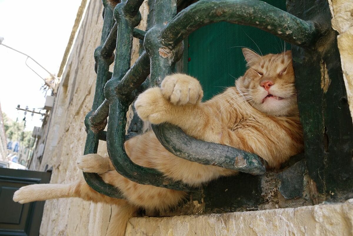 猫に本気で学びたい！｢どこでも眠れる｣技術 世界を旅する犬猫写真家が