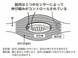 （出所：『足の名医がついにたどりついた こむら返りと手足のつりリセット法』より）