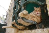 猫に本気で学びたい！｢どこでも眠れる｣技術