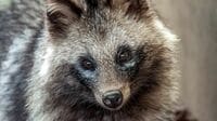 まるで｢粗挽き黒コショウ｣動物の亡骸に潜む生物
