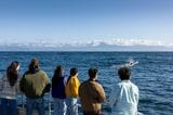  ホエールウオッチングの風景（写真：NZ観光庁）
