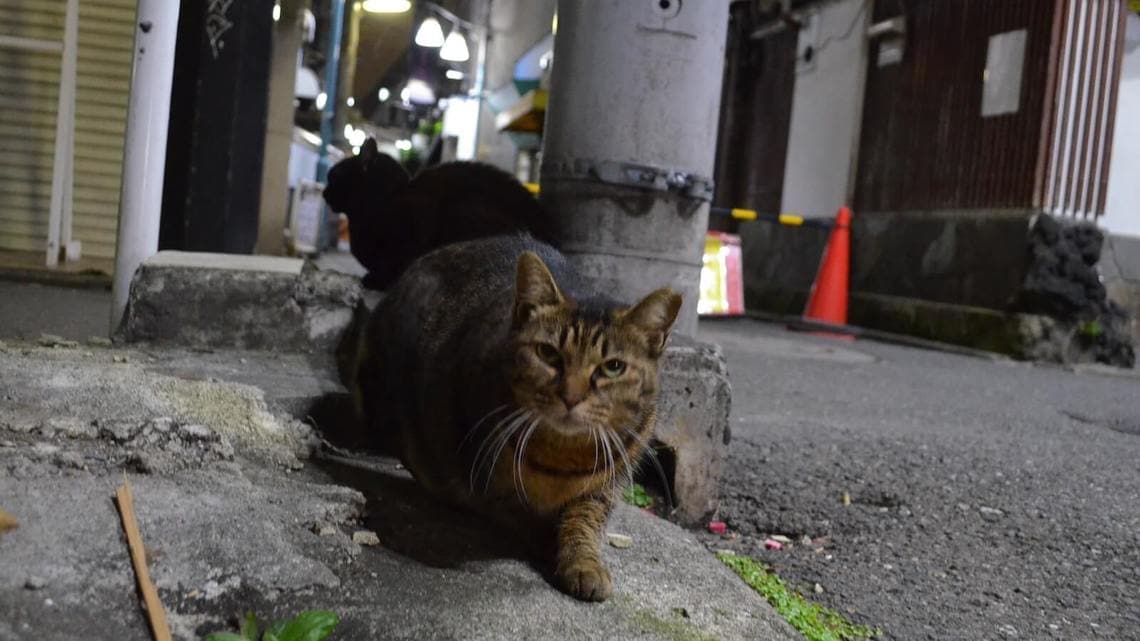 街角に住む猫には 過酷な運命が待っている ペット 東洋経済オンライン 社会をよくする経済ニュース