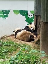中国ジャイアントパンダ保護研究センター雅安碧峰峡基地のパンダ（写真：筆者撮影）