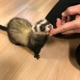 夫のタカオさん（仮名）の指からおやつを食べるマロンくん（写真提供：ミキさん）