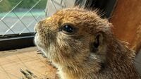生体価格40万円の《プレーリードッグ》､飼い主に放置され"死にゆく準備"していた里子を迎えた女性の決断…地元農家に頼んで｢自ら牧草栽培｣