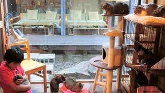 山口県の老舗旅館が保護猫活動を始めた理由