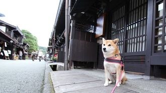 Pay a Visit to Japan's Cutest Hotel Mascot Dogs