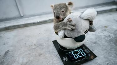 こあら85さま専用出品❤ こあら85様専用ページ20