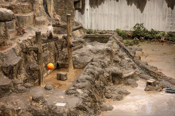 市川市動植物園 サル山