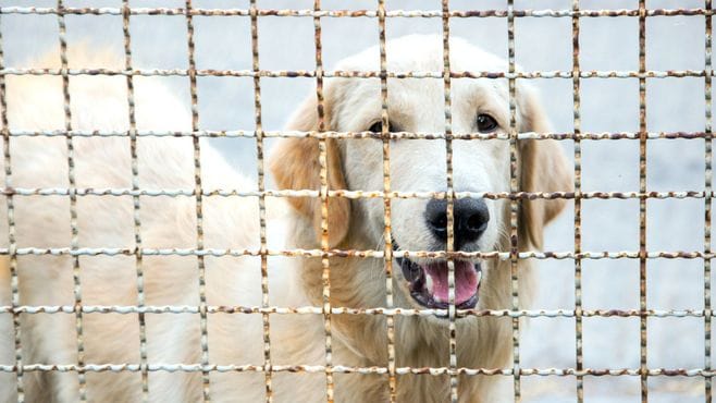 韓国ネット民が｢犬食批判｣に猛反発したワケ