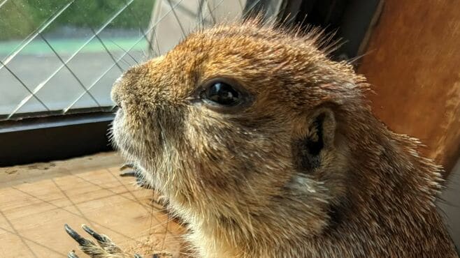 エサを自ら栽培し｢プレーリードッグ｣飼う女性