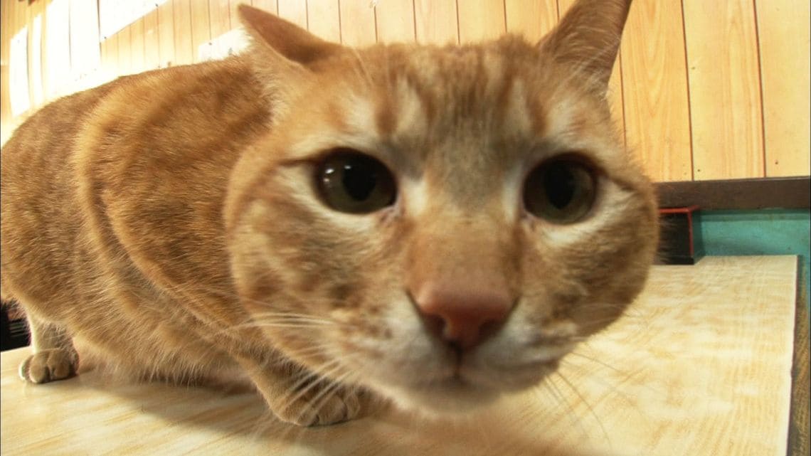 日本人が飼い猫につけたがる あの名前 ペット 東洋経済オンライン 経済ニュースの新基準