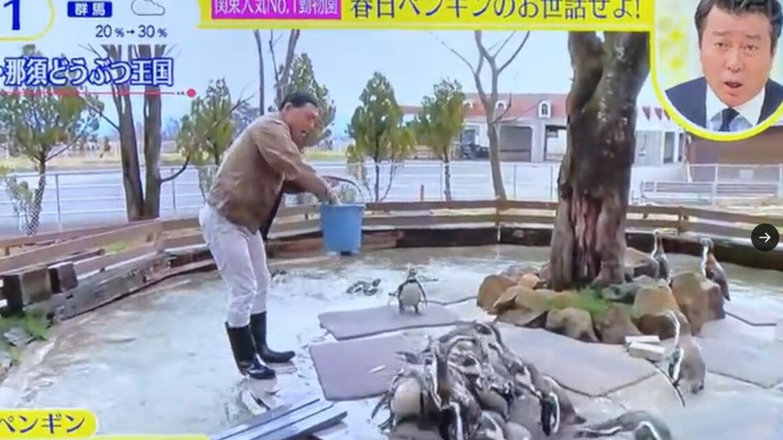 3月24日、「スッキリ」生放送中にペンギン池に落下する春日さん(画像:番組動画より)
