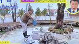 3月24日、「スッキリ」生放送中にペンギン池に落下する春日さん（画像：番組動画より）