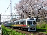 浜田山―高井戸間、桜をバックに走るレインボーカラーの電車（撮影：南正時）