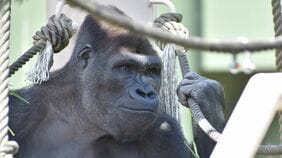 元祖イケメンゴリラ《シャバーニ》の成長した息子が｢イケメン2世｣と話題…ブームを絶滅回避につなぐ飼育員の熱い想い