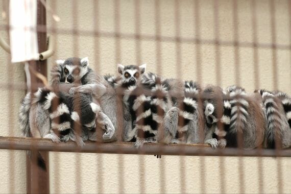 市川市動植物園 ワオキツネザル