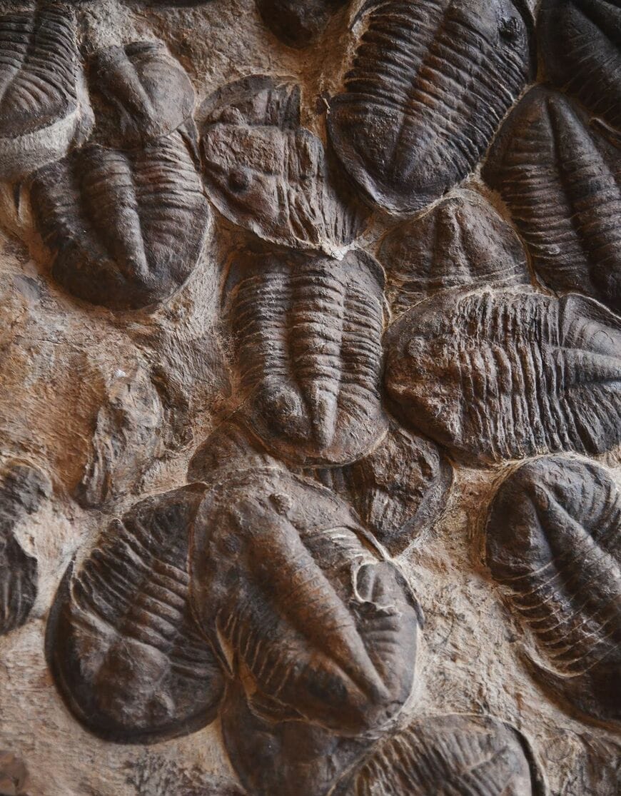 三葉虫の化石の展示