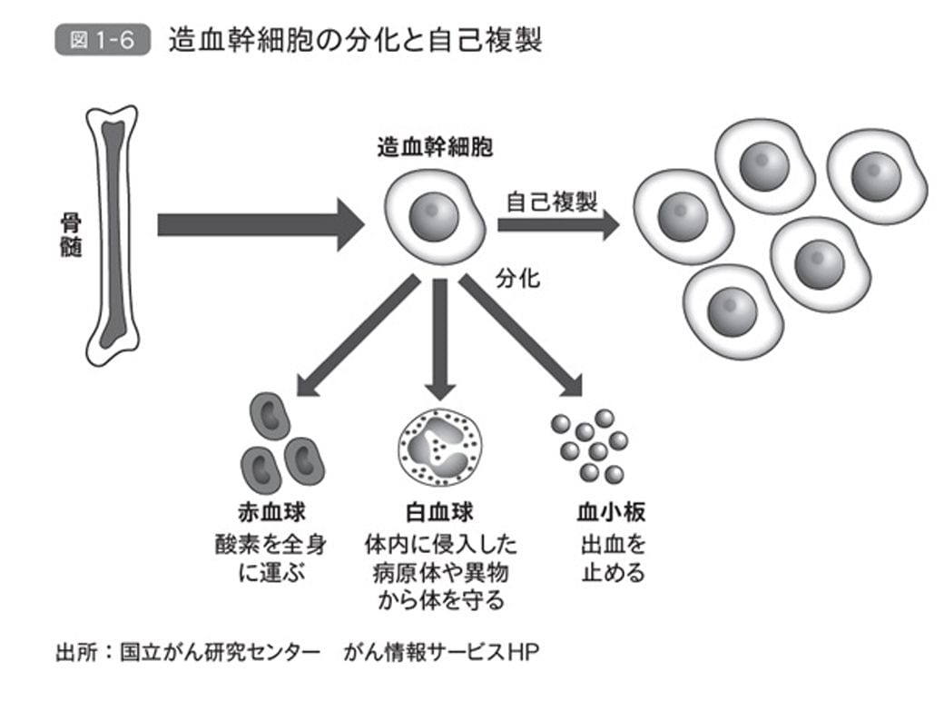 （画像：『東大名誉教授が教える 死なない生き方 科学でひもとくアンチエイジングと健康寿命』より）