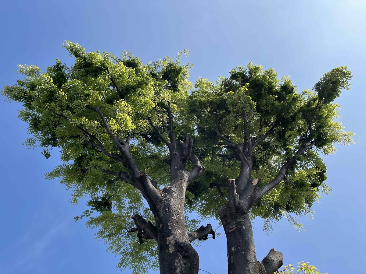 ｢保存樹木だったケヤキ｣はなぜ伐採されたのか 1本の大木が問いかける街づくりに欠けた視点 | 街･住まい | 東洋経済オンライン