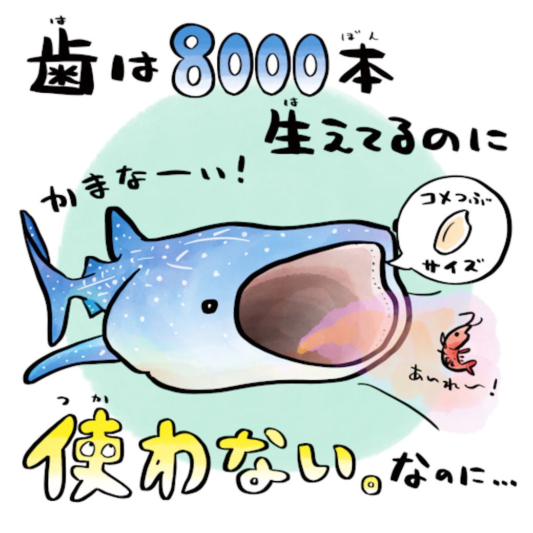 サメなのに好物はプランクトン 海の生き物の謎 Domani 東洋経済オンライン 社会をよくする経済ニュース