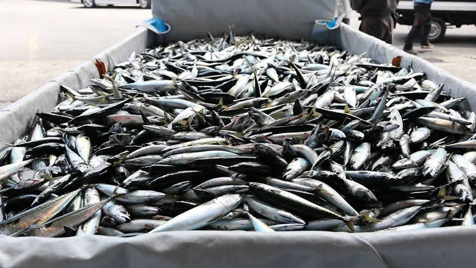 食用にならない大量のサバの幼魚（写真：筆者提供）