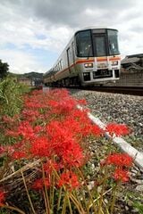 彼岸花と姫新線の新型気動車（撮影：南正時）