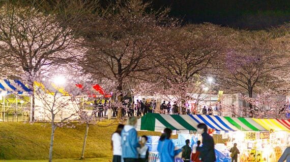 赤城南面千本桜の夜桜風景