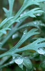 雨に濡れる植物。フォーカスが合っている部分と背景のボケも自然でみずみずしい雰囲気が伝わってくる。水滴を拡大してスクリーンキャプチャーを撮ってみても（写真）、色やディテールの再現が美しい（筆者撮影）