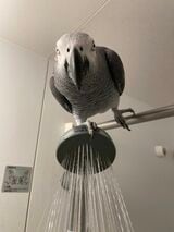 朝のシャワーにもついてくるキクノスケくん（写真提供：カマタさん）