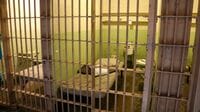 刑務所の民営化に｢プライベート･エクイティ｣ファンドが群がる理由　受刑者の｢家族の絆｣と｢最後の1セント｣を絞り取る
