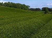 《財務・会計講座》伊藤園の優先株式に見る少数株主にとっての議決権の価値