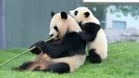 白浜パンダが返還された背景に台湾問題があるのか