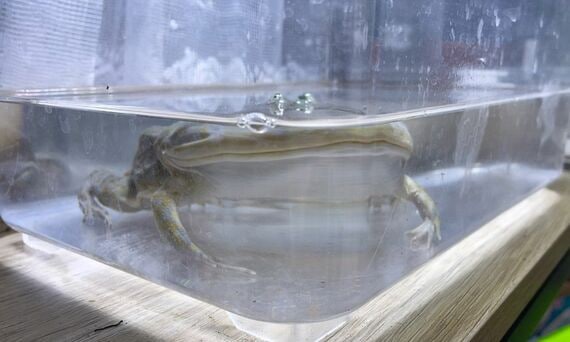 バジェットガエル