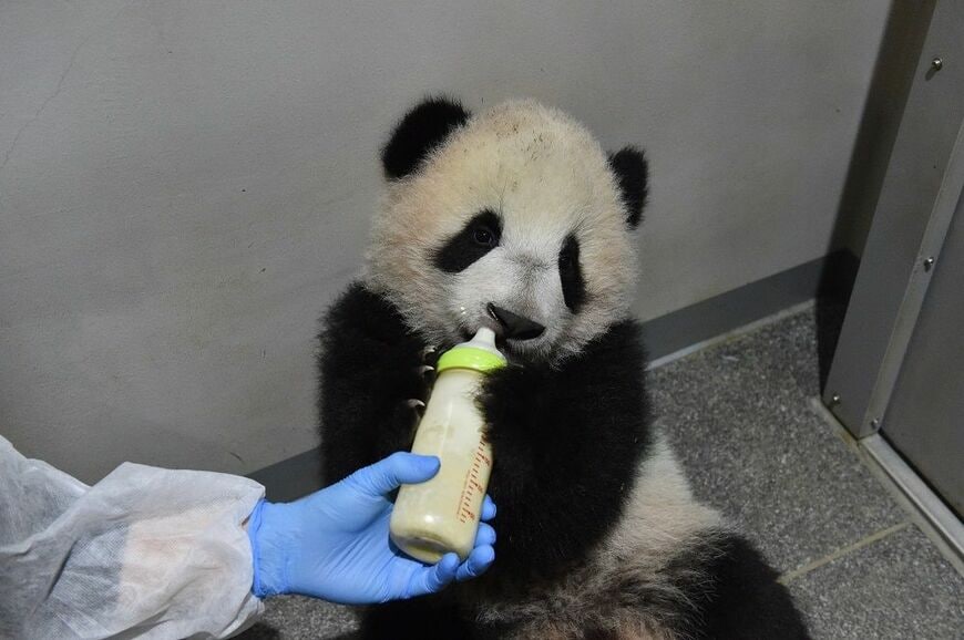 ミルクを飲む雄のシャオシャオ。2021年12月20日（写真：公益財団法人東京動物園協会提供）
