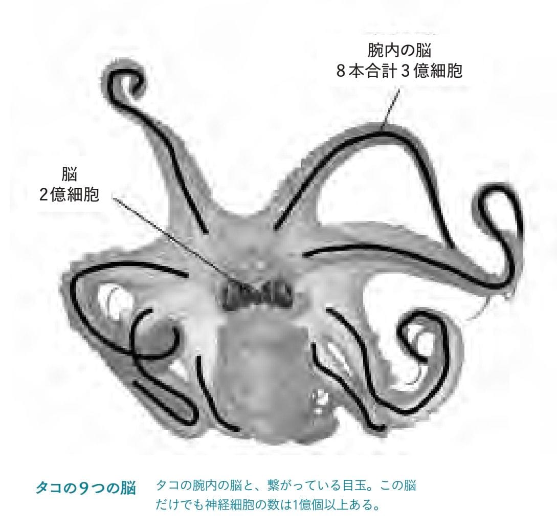 タコ イカ