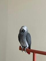 カマタさんがキクノスケくんの飼育を始めた一年後、ヨウムは絶滅危惧種に指定された（写真提供：カマタさん）