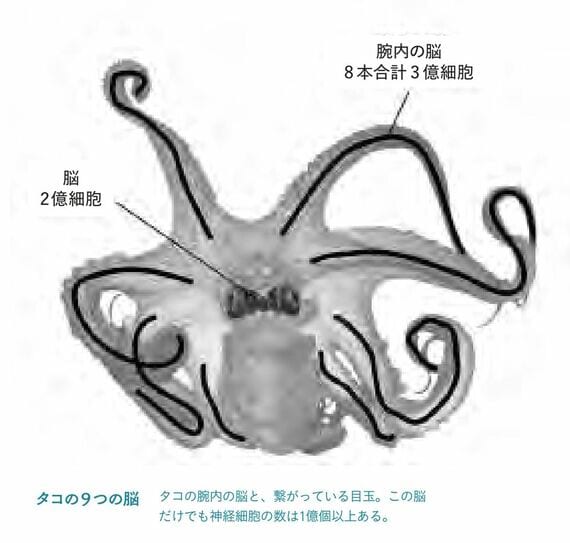 タコ イカ