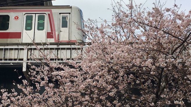 春満開！駅から駅へ｢お花見ショートカット｣