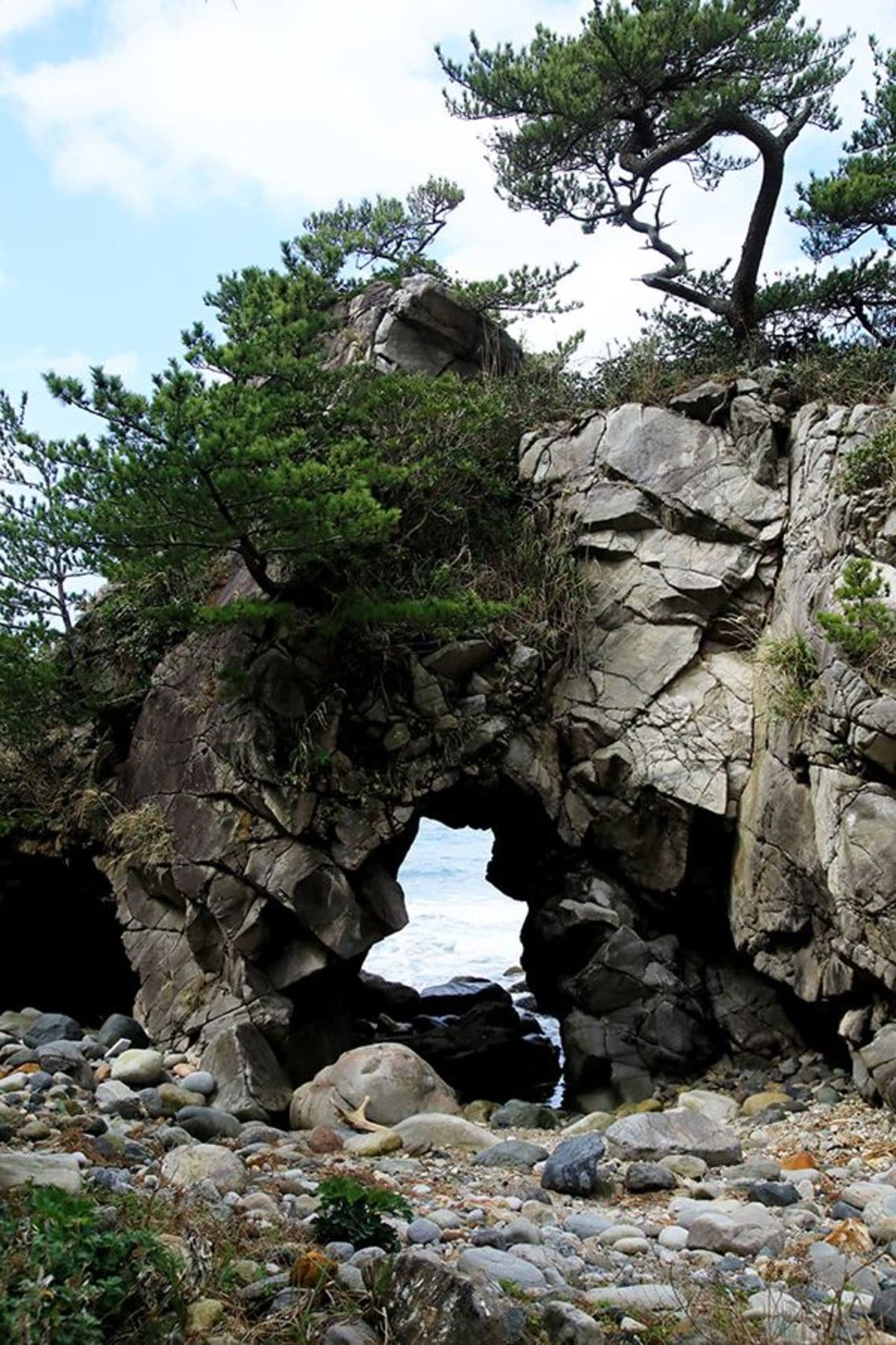 波によってできた、松の老木が自生する岩穴