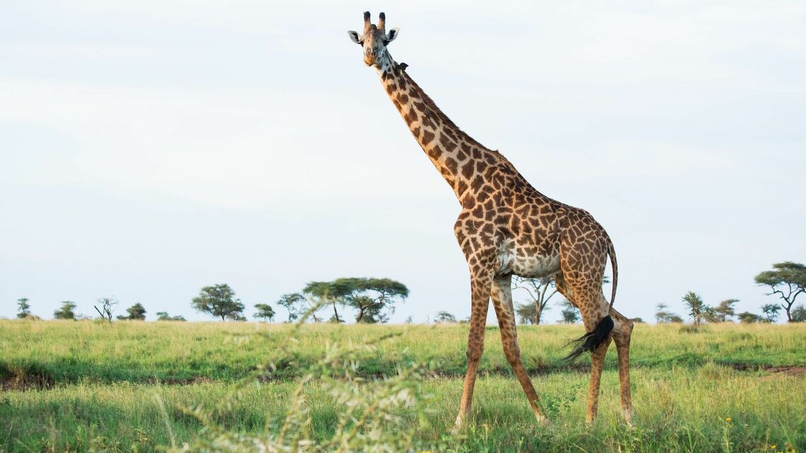 キリンの足の構造について解説します（写真：OrangeMoon／PIXTA）