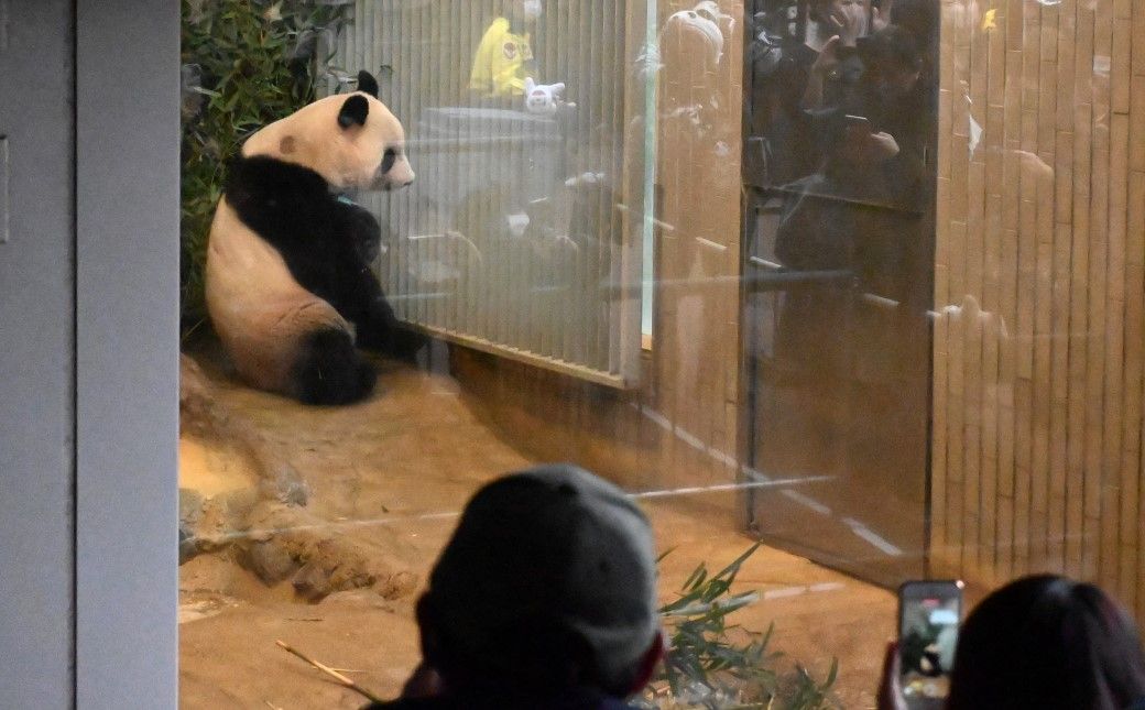 上野動物園で最終公開日のシャンシャン。2023年2月19日（筆者撮影）