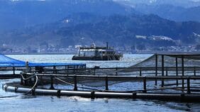 サーモン海上養殖で国内トップクラスのオカムラ食品工業／海外の魚食ブーム追い風に生産量3倍へ､垂直統合で競争力向上