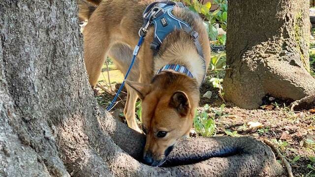 イタズラする犬 のストレス耐性を育てる技術 ペット 東洋経済オンライン 社会をよくする経済ニュース