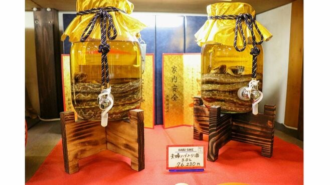 「ハブ不足!?」沖縄で進行中"毒ヘビバブル"裏側